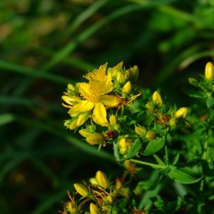 Photographie n°2104094 du taxon Hypericum perforatum L. [1753]