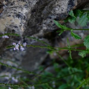 Photographie n°2104098 du taxon Verbena officinalis L. [1753]