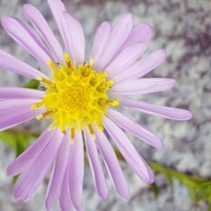 Photographie n°2104103 du taxon Aster amellus L. [1753]