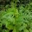  Jean-Marc STEPHAN - Cirsium oleraceum (L.) Scop. [1769]