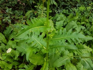 Jean-Marc STEPHAN, le  6 septembre 2017