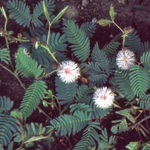 Photographie n°2104147 du taxon Mimosa pudica L.