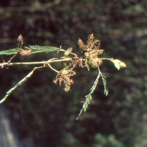 Photographie n°2104148 du taxon Mimosa pudica L.