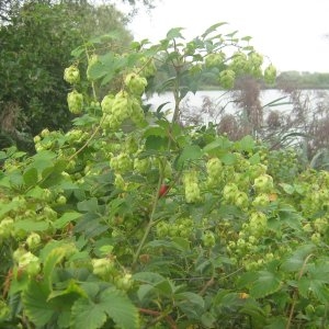 Photographie n°2104487 du taxon Humulus lupulus L. [1753]