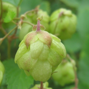 Photographie n°2104489 du taxon Humulus lupulus L. [1753]