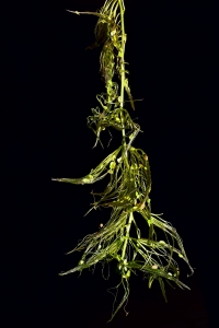 Gérard Leveslin, le  6 septembre 2017 (Bonnelles (Réserve naturelle régionale))