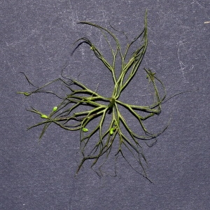 Photographie n°2104581 du taxon Ceratophyllum submersum L. [1763]