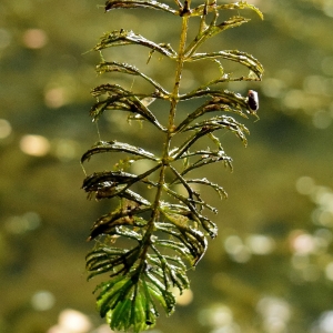 Photographie n°2104583 du taxon Ceratophyllum demersum L. [1753]