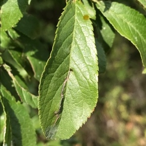 Photographie n°2104593 du taxon Prunus domestica L. [1753]