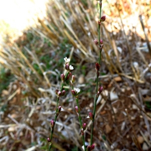 Photographie n°2104648 du taxon Polygonum bellardii All. [1785]