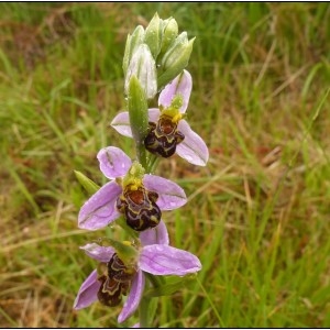 Photographie n°2104826 du taxon Ophrys apifera Huds. [1762]