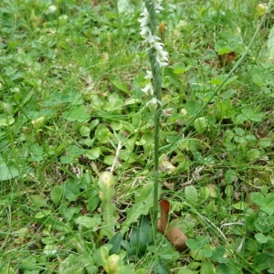 Photographie n°2104828 du taxon Spiranthes spiralis (L.) Chevall. [1827]