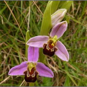Photographie n°2104830 du taxon Ophrys apifera Huds. [1762]