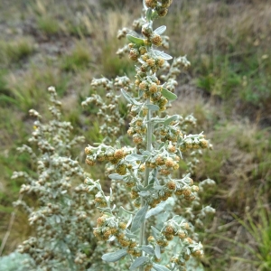 Photographie n°2104853 du taxon Artemisia absinthium L. [1753]