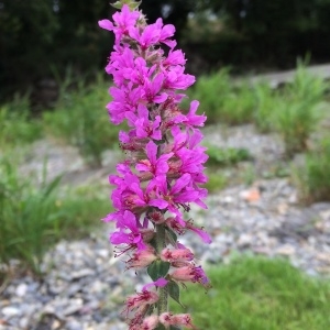 Photographie n°2104959 du taxon Lythrum salicaria L. [1753]