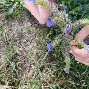 Photographie n°2104972 du taxon Echium vulgare L. [1753]