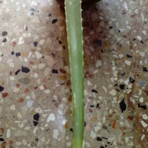 Photographie n°2105006 du taxon Aloe vera (L.) Burm.f. [1768]
