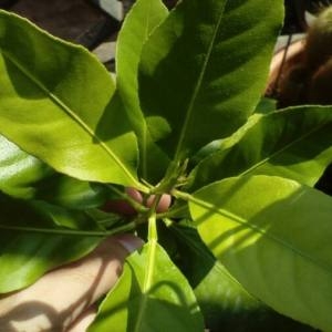 Photographie n°2105014 du taxon Citrus limon (L.) Burm.f. [1768]