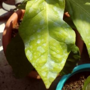 Photographie n°2105015 du taxon Citrus limon (L.) Burm.f. [1768]