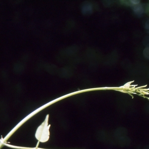 Macfadyena unguis-cati (L.) A.H.Gentry (Abraza palo)