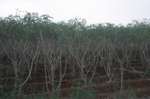 Liliane Roubaudi, le 13 janvier 2002 (Costa Rica)