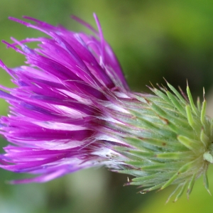 Photographie n°2105093 du taxon Carduus defloratus L. [1759]