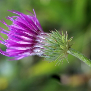 Photographie n°2105094 du taxon Carduus defloratus L. [1759]