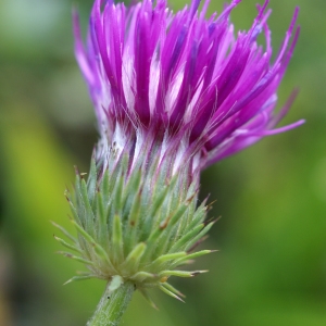 Photographie n°2105095 du taxon Carduus defloratus L. [1759]