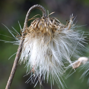 Photographie n°2105103 du taxon Carduus defloratus L. [1759]