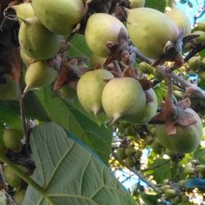 Photographie n°2105112 du taxon Paulownia tomentosa (Thunb.) Steud. [1841]