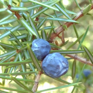 Photographie n°2105145 du taxon Juniperus communis L. [1753]