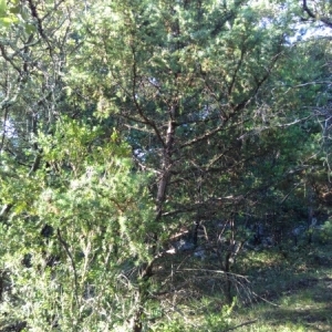 Photographie n°2105148 du taxon Juniperus communis L. [1753]