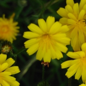 Photographie n°2105203 du taxon Crepis setosa Haller f. [1797]