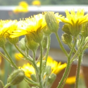 Photographie n°2105205 du taxon Crepis setosa Haller f. [1797]