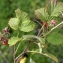  Liliane Roubaudi - Rubus idaeus L. [1753]