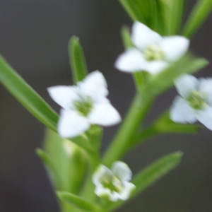 Photographie n°2105276 du taxon Thesium alpinum L. [1753]