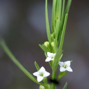 Photographie n°2105277 du taxon Thesium alpinum L. [1753]