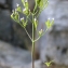  Liliane Roubaudi - Caprifoliaceae 