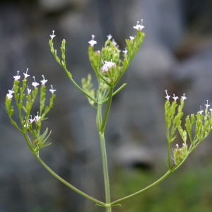  - Caprifoliaceae 