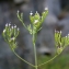  Liliane Roubaudi - Caprifoliaceae 