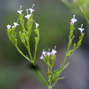 CAPRIFOLIACEAE