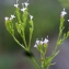  Liliane Roubaudi - Caprifoliaceae 