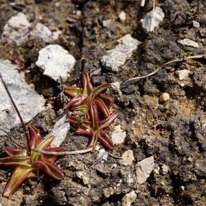 Photographie n°2105287 du taxon Pinguicula alpina L. [1753]