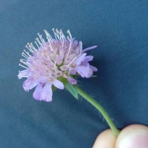 Photographie n°2105323 du taxon Knautia arvensis (L.) Coult. [1828]