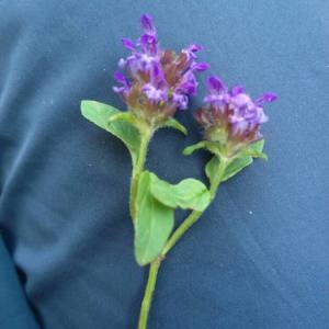 Photographie n°2105326 du taxon Prunella vulgaris L. [1753]