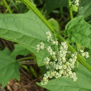 Photographie n°2105336 du taxon Chenopodiastrum hybridum (L.) S.Fuentes, Uotila & Borsch [2012]