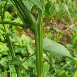 Photographie n°2105338 du taxon Chenopodiastrum hybridum (L.) S.Fuentes, Uotila & Borsch [2012]