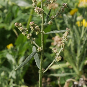 Photographie n°2105341 du taxon Atriplex patula L. [1753]