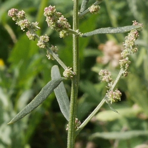 Photographie n°2105342 du taxon Atriplex patula L. [1753]