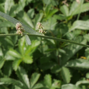 Photographie n°2105343 du taxon Atriplex patula L. [1753]